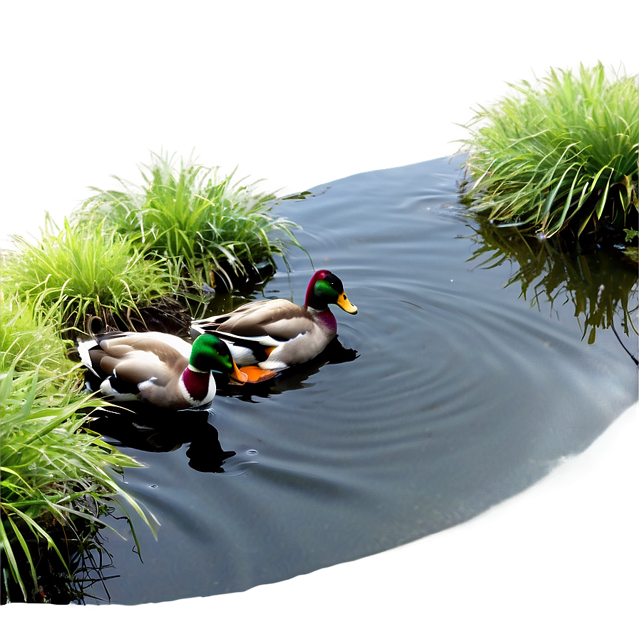 Ducks In Pond Png Dku4