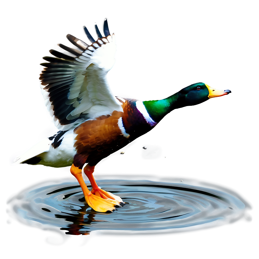 Ducks Landing On Water Png Pdx91