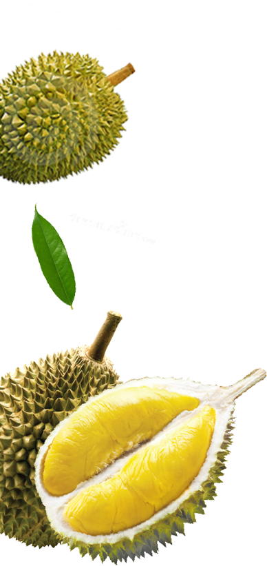 Durian Fruit Wholeand Sectioned