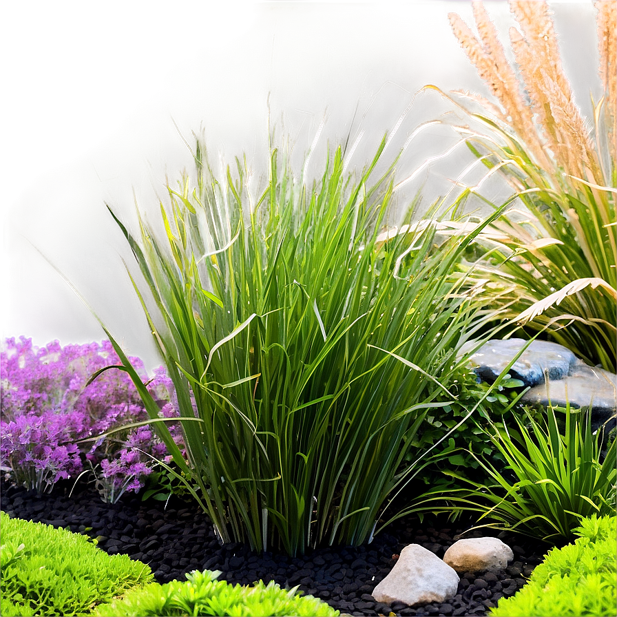 Dwarf Ornamental Grass Png 06212024