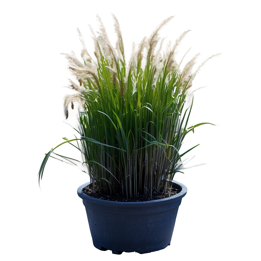 Dwarf Ornamental Grass Png 81