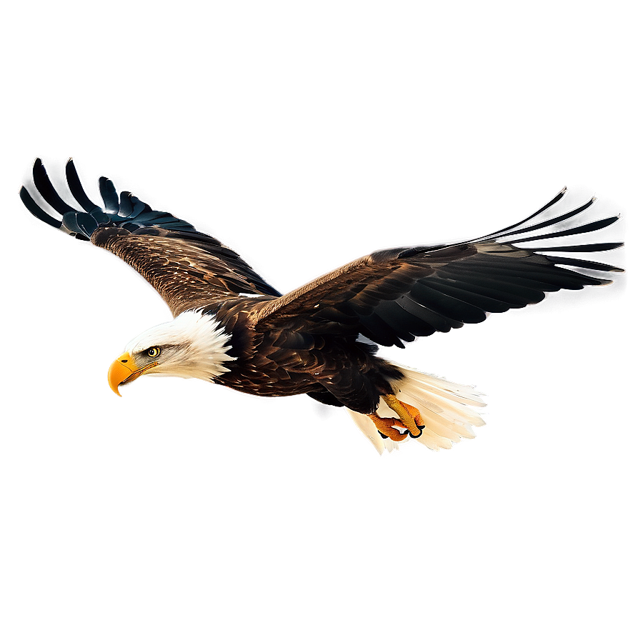 Eagle Head In Flight Png 23