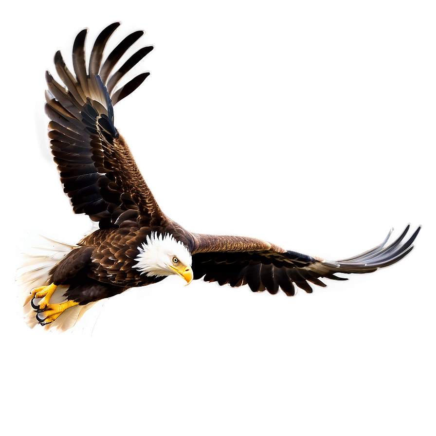 Eagle Head In Flight Png Ddb84