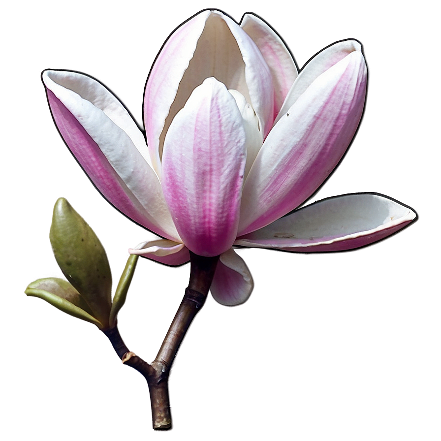 Early Spring Magnolia Png Xna