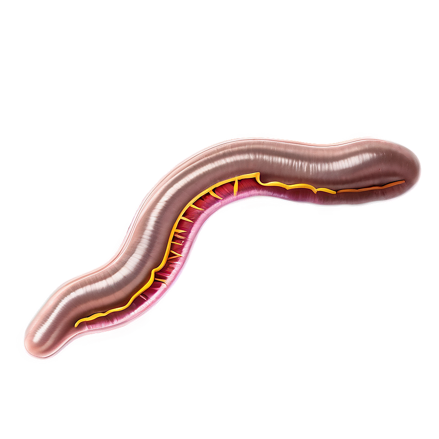 Earthworm Anatomy Diagram Png 88