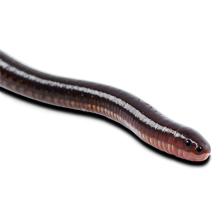 Earthworm Crawling Png 05242024