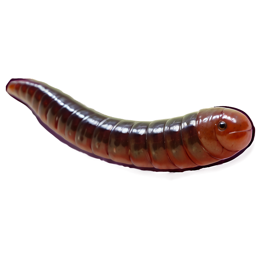 Earthworm Crawling Png 32