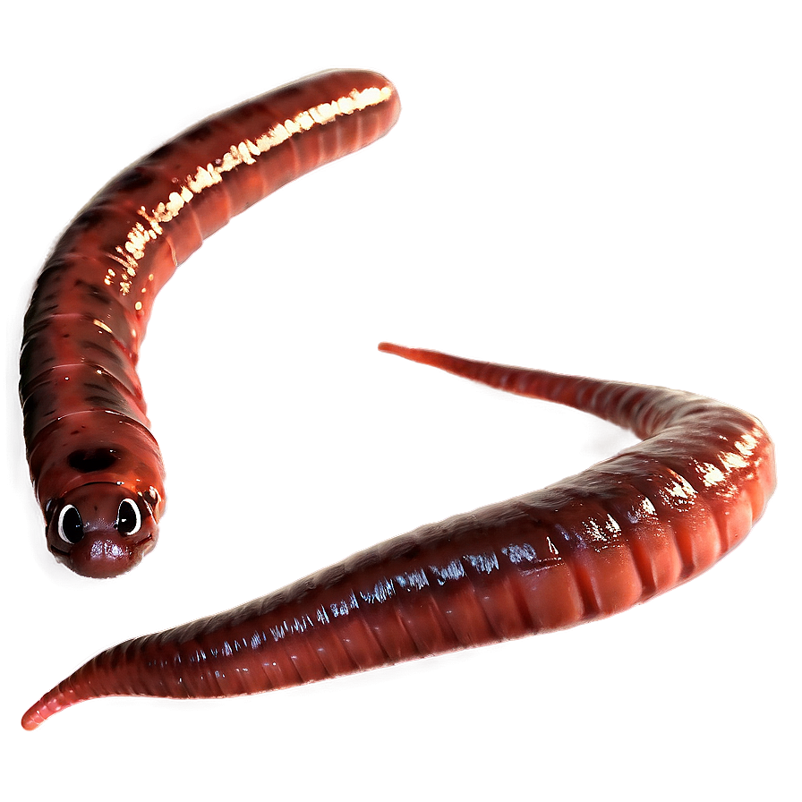 Earthworm For Kids Learning Png Arw66