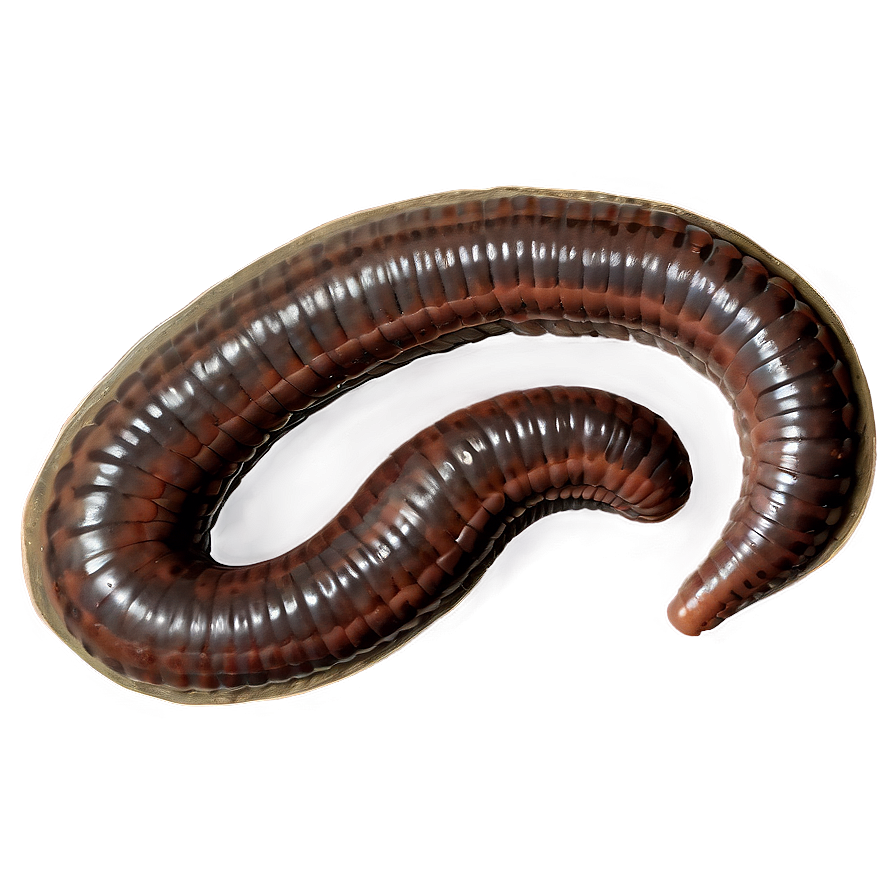 Earthworm Fossil Representation Png 65