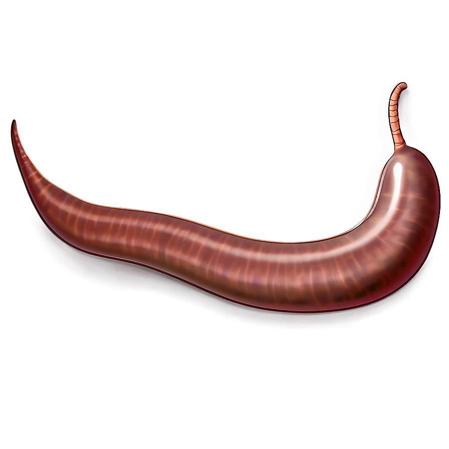 Earthworm Illustration Png Tiw51