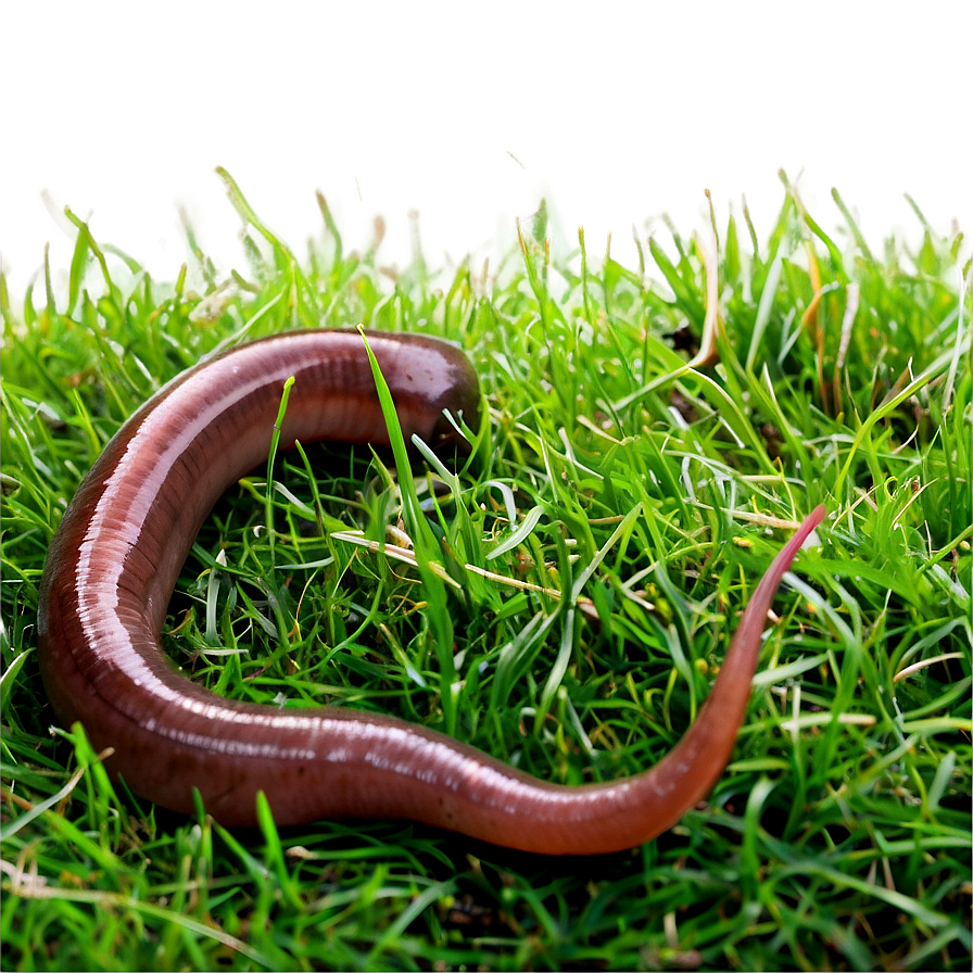 Earthworm In Grass Picture Png 71