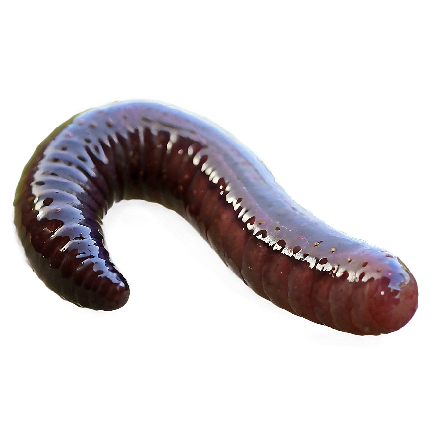 Earthworm In Rainy Weather Png 1