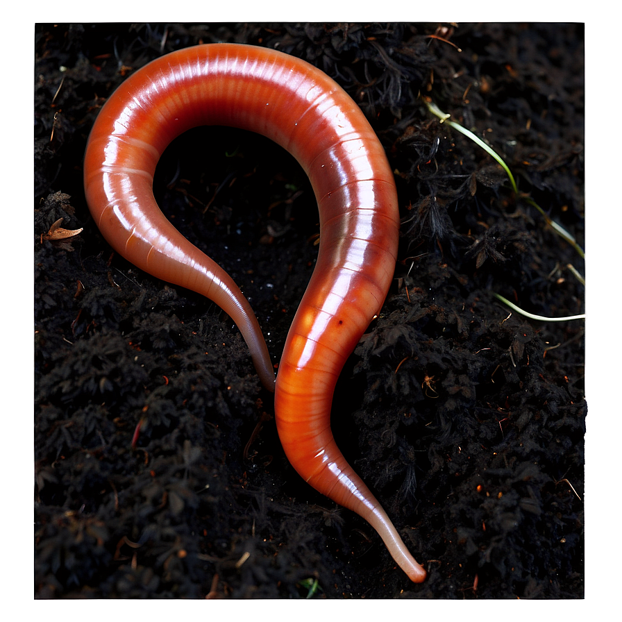 Earthworm In Soil Image Png Tyl13