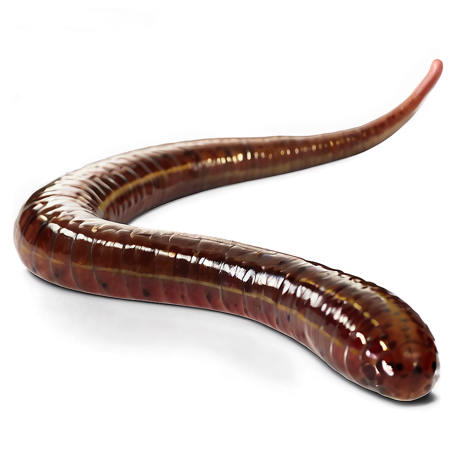 Earthworm Scientific Study Png 24