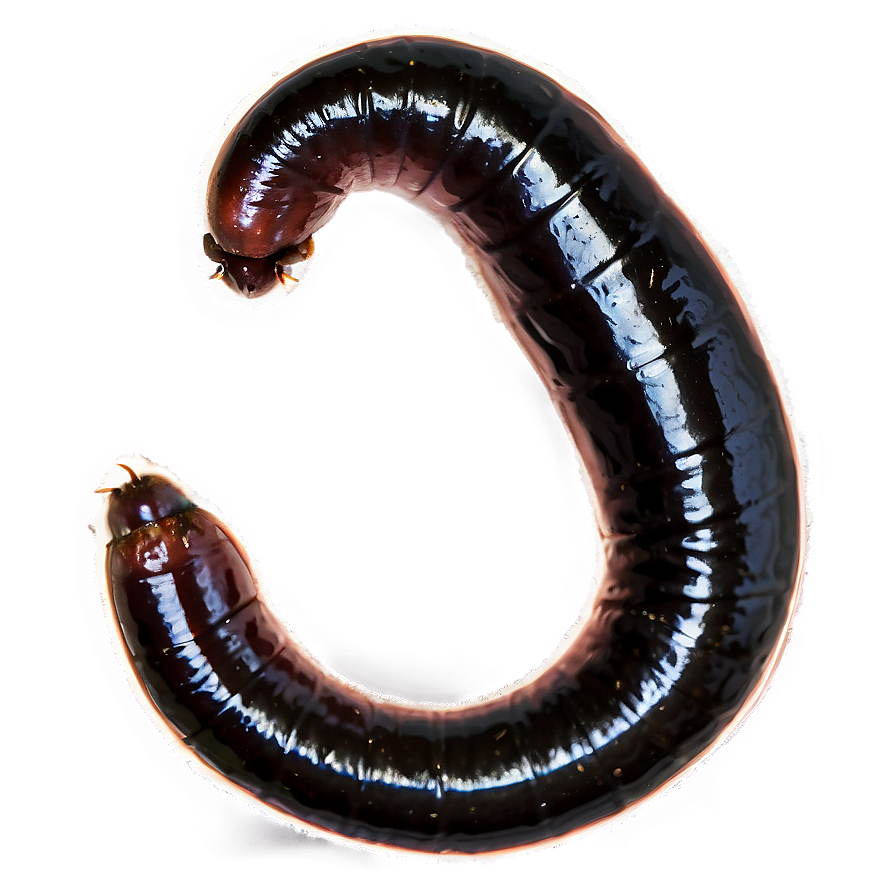 Earthworm Segments Close-up Png 06212024