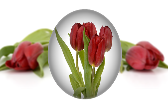 Easter Tulipsin Egg Frame