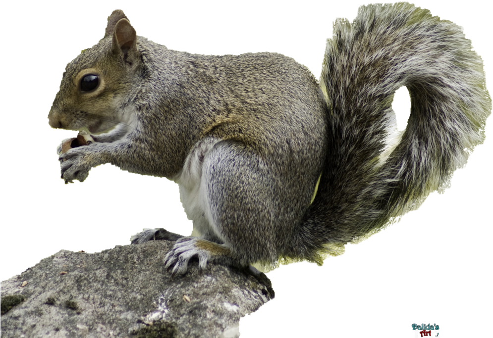 Eastern_ Gray_ Squirrel_ Snacking