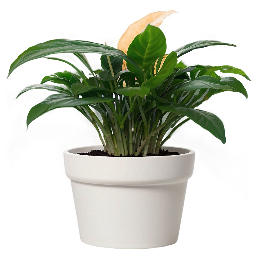 Easy Care Houseplant Png 06202024