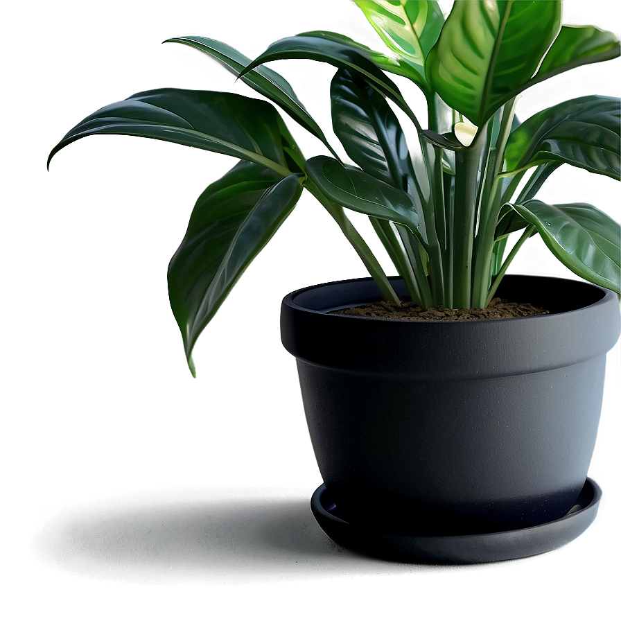 Easy Care Houseplant Png 06202024