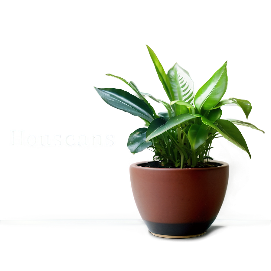 Easy Care Houseplant Png Vwy70