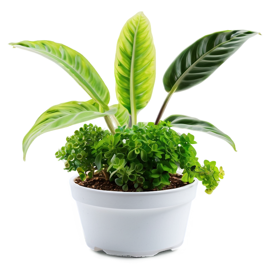 Easy Plant Care Png 06252024