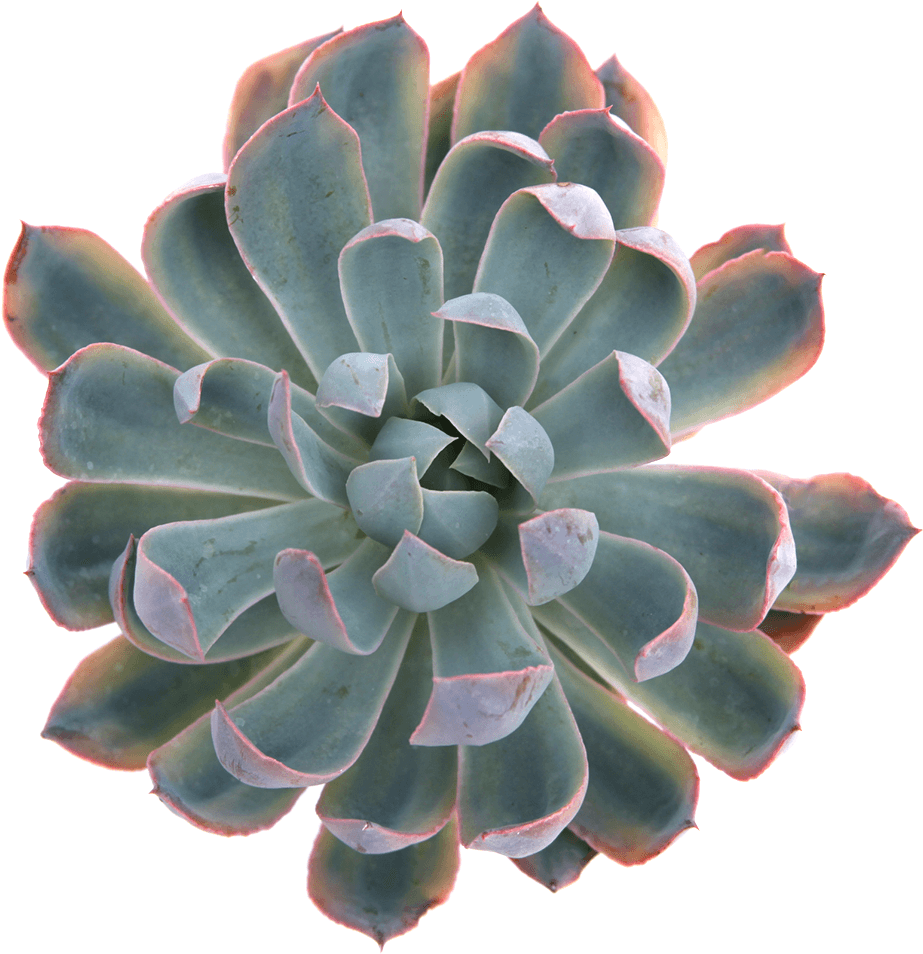 Echeveria Succulent Top View.png