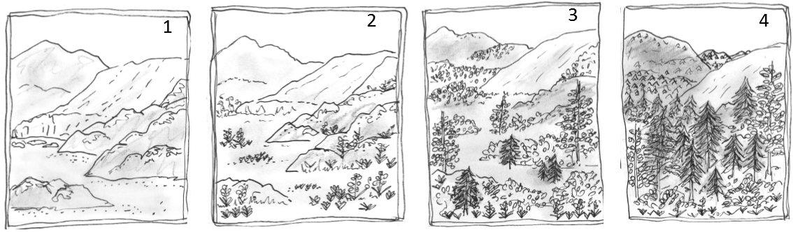 Ecological Succession Stages Sketches