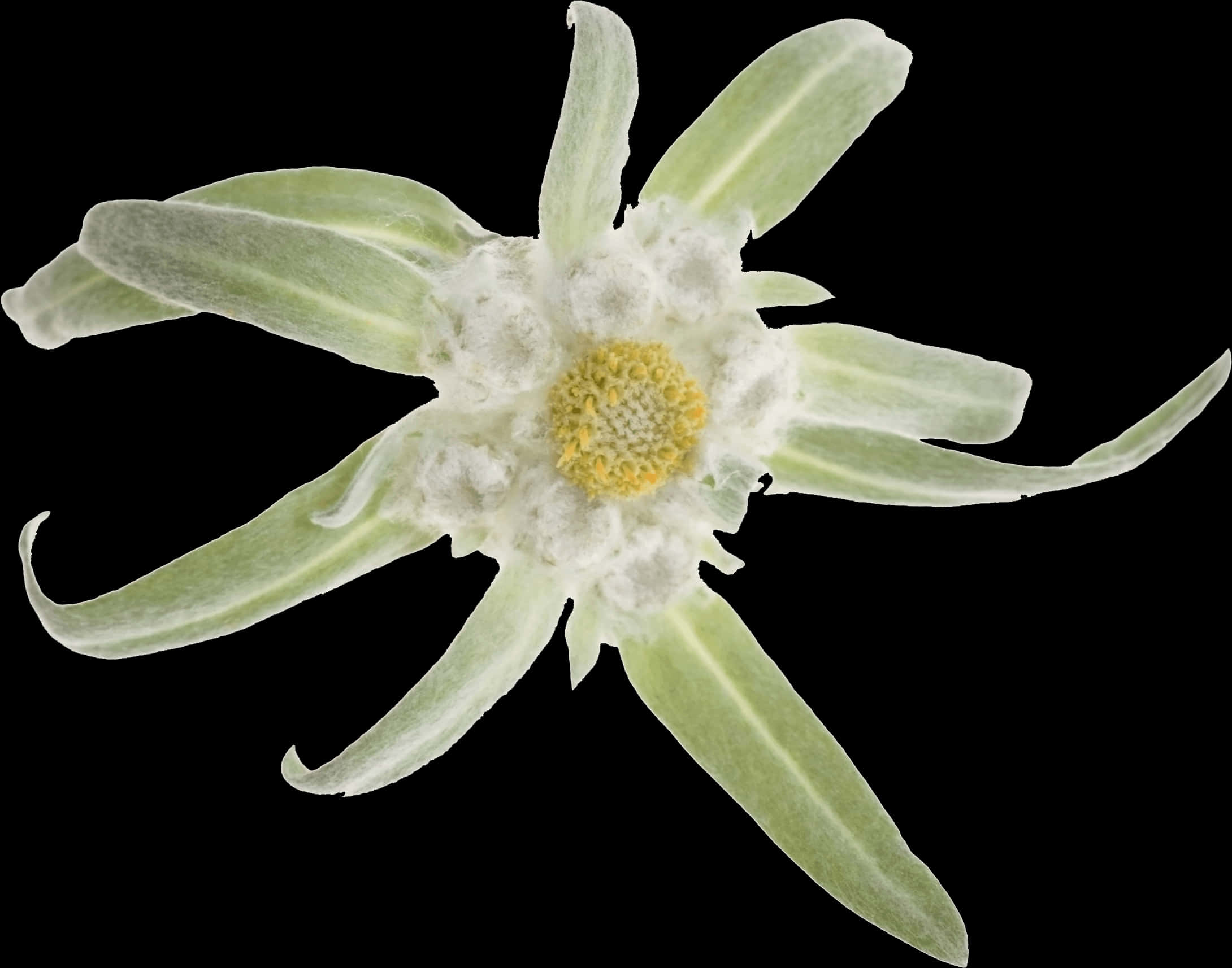 Edelweiss Flower Black Background