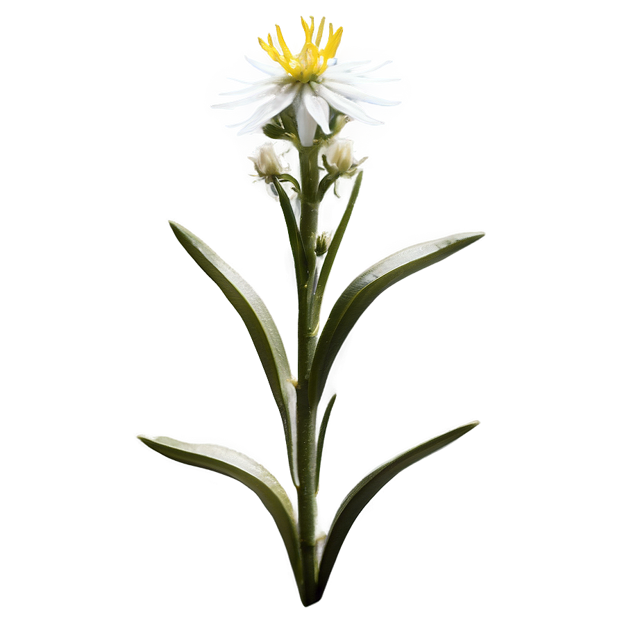 Edelweiss Mountain Flower Png Xjk35