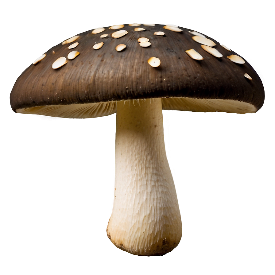 Edible Mushroom Png Ikv66