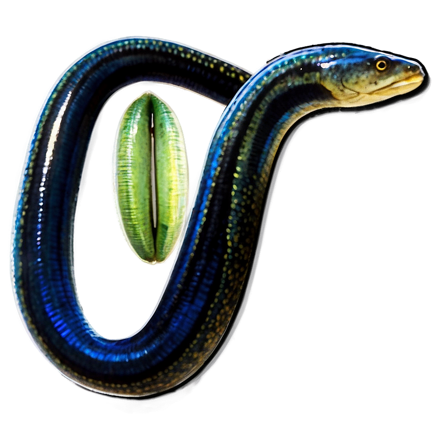 Eel Anatomy Diagram Png 37