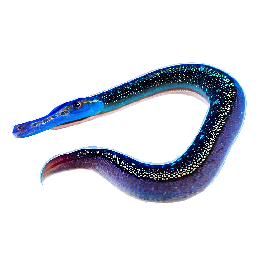 Eel Coral Reef Png 43