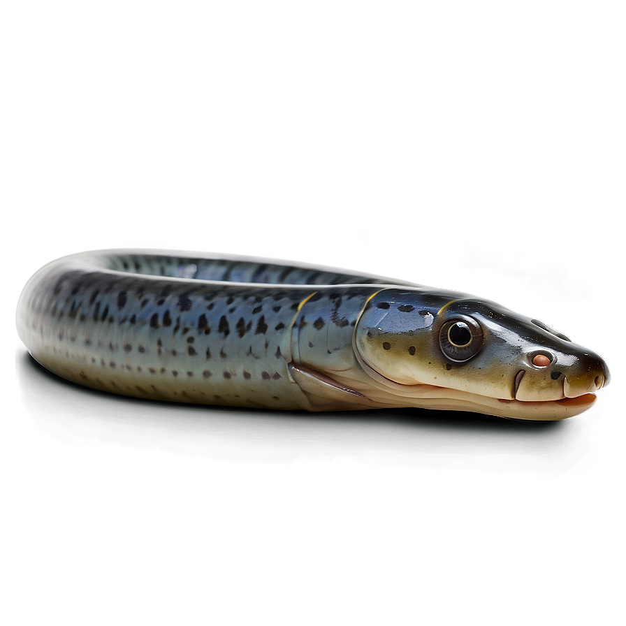 Eel Emoji Expressions Png Yda