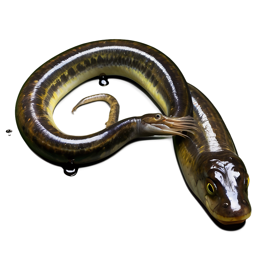 Eel In Water Background Png 55