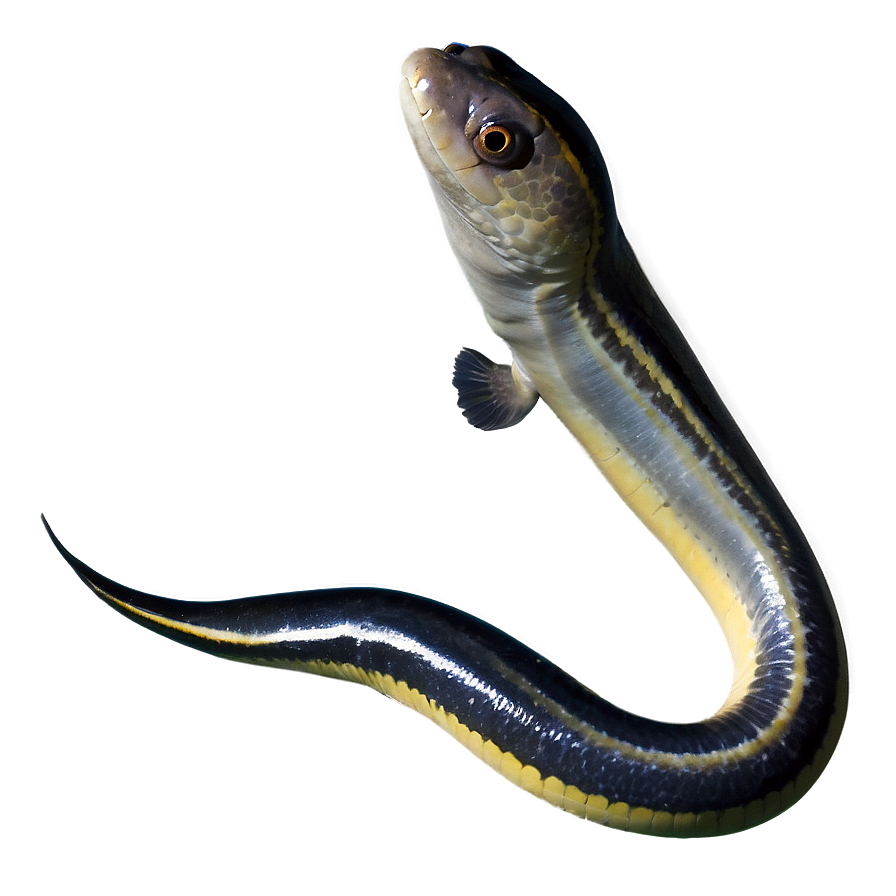 Eel Migration Mystery Png 55