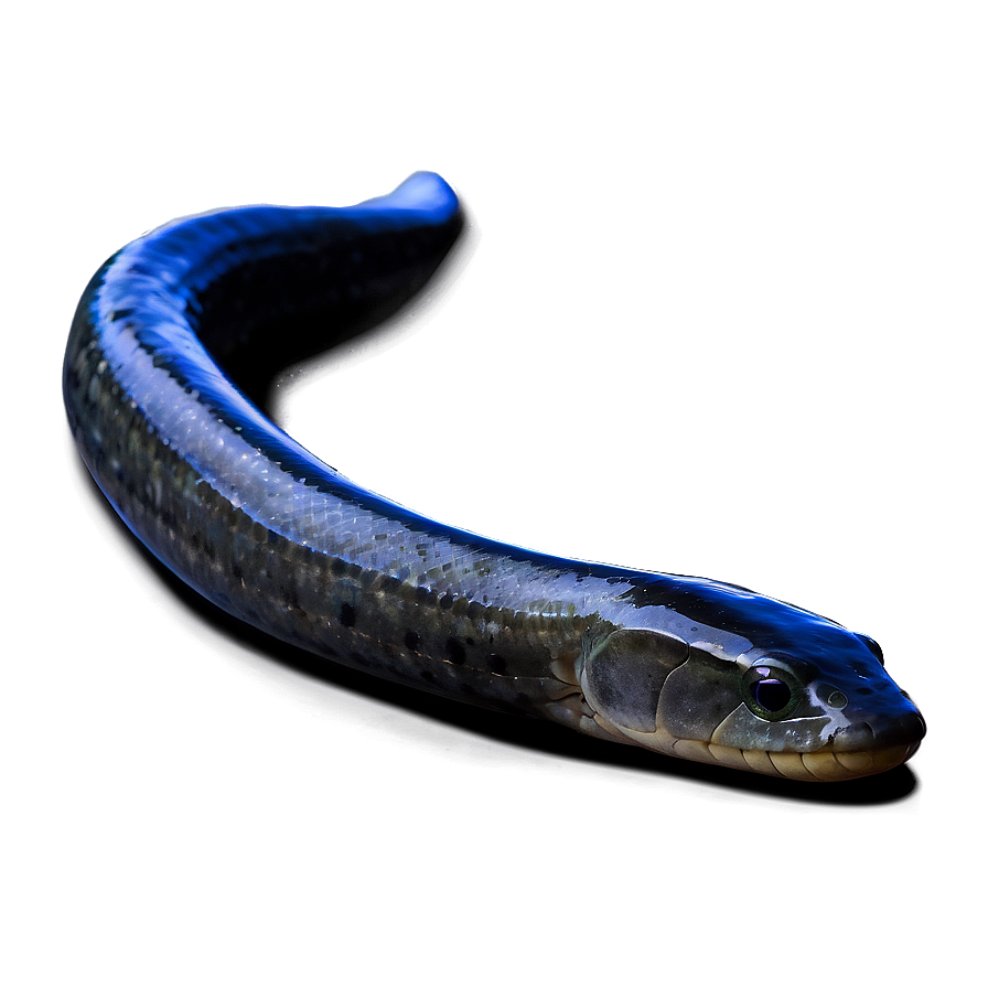 Eel Silhouette Profile Png Jwc7