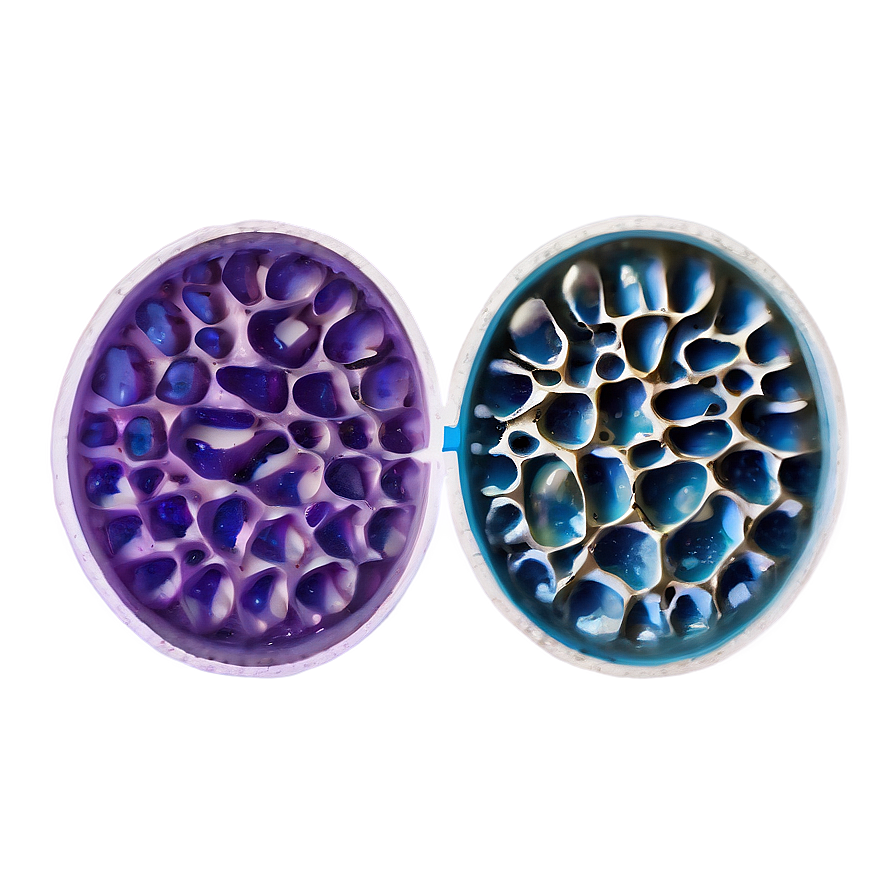 Egg Cells Visual Png 52