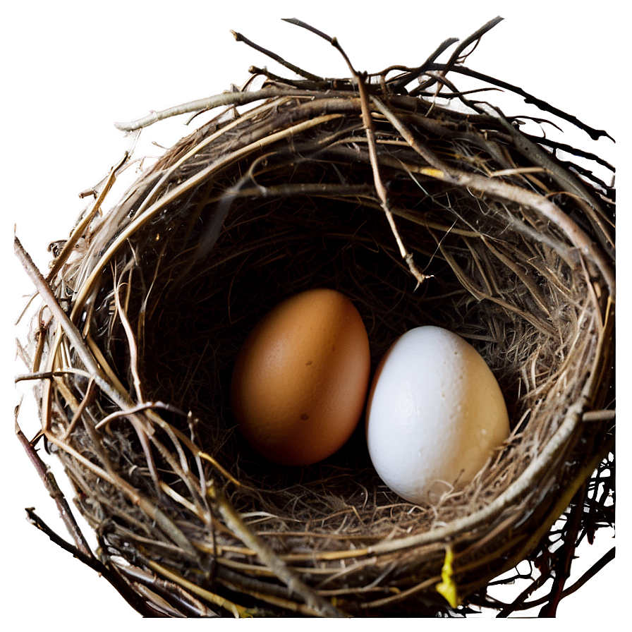 Egg In Nest Png Skb