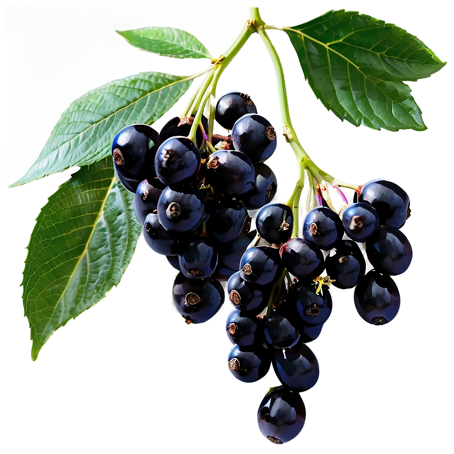 Elderberry C