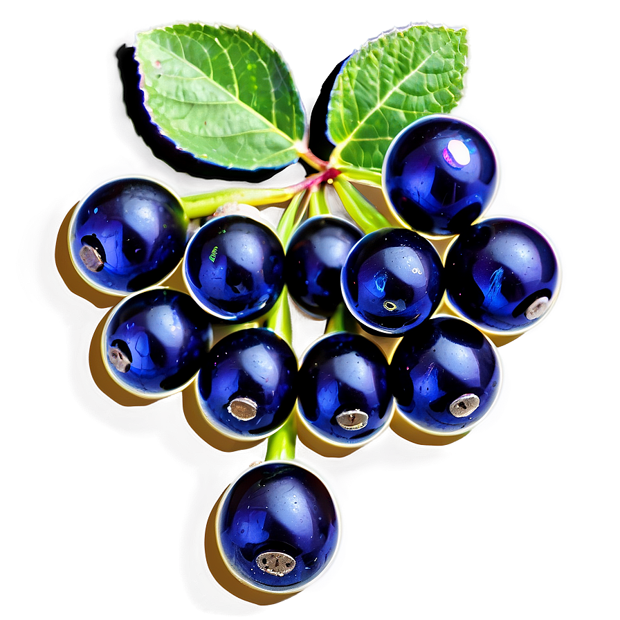 Elderberry Capsule Png Wca5