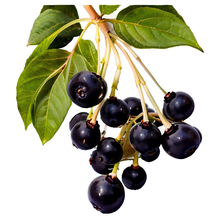 Elderberry D