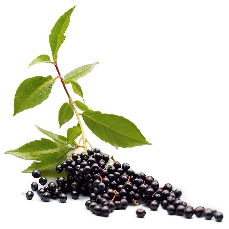 Elderberry Harvest Png 29