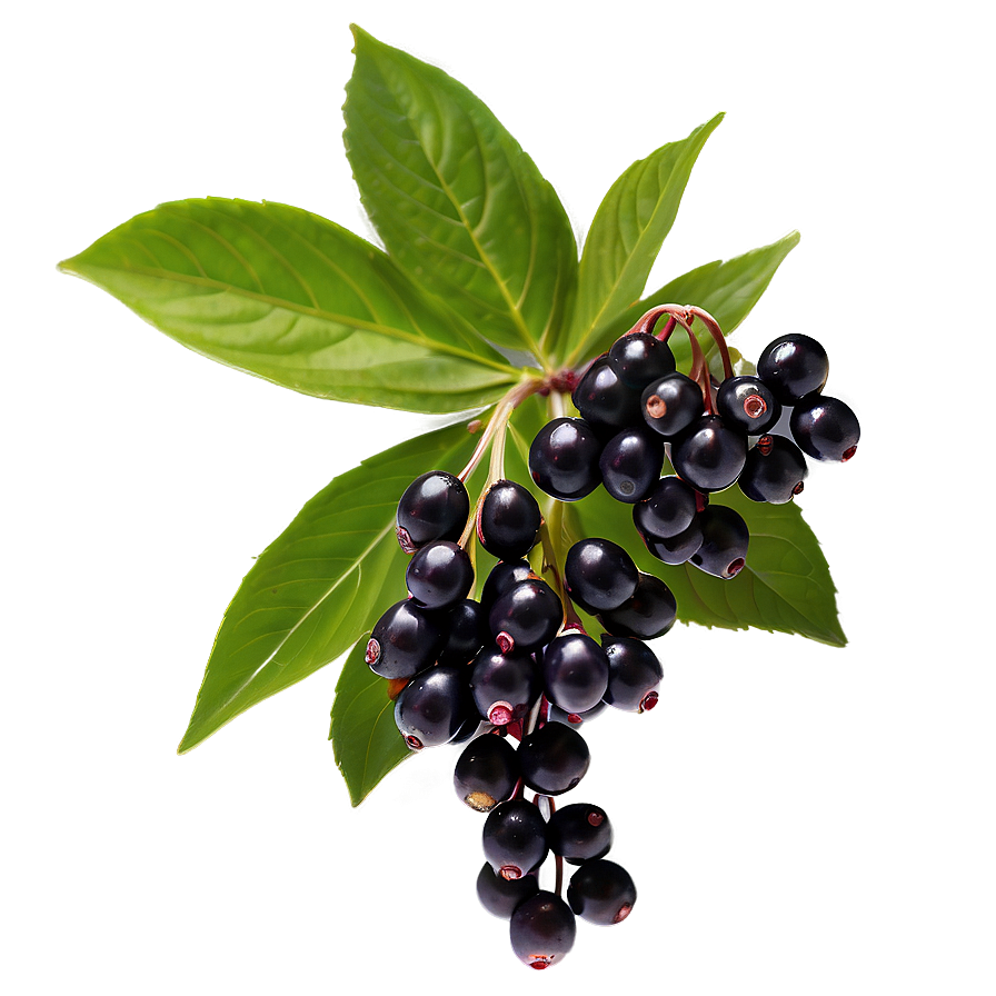 Elderberry Health Benefits Png 06252024