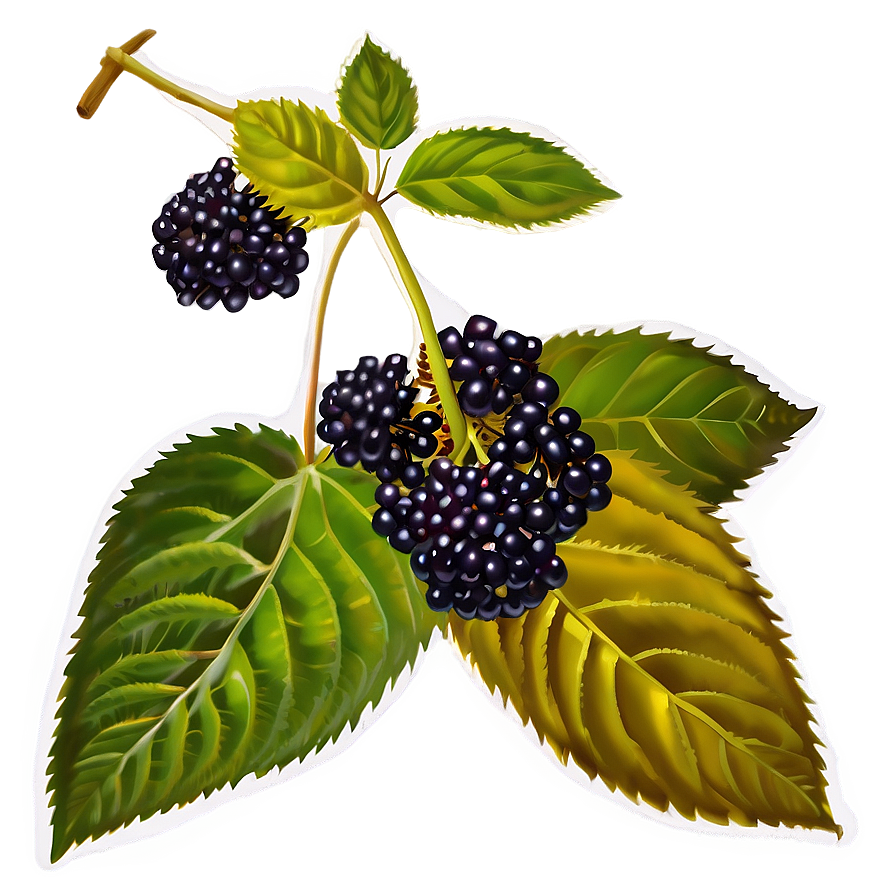 Elderberry Medicine Png Aia