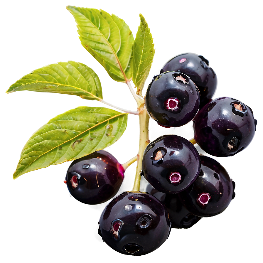 Elderberry Medicine Png Uwx