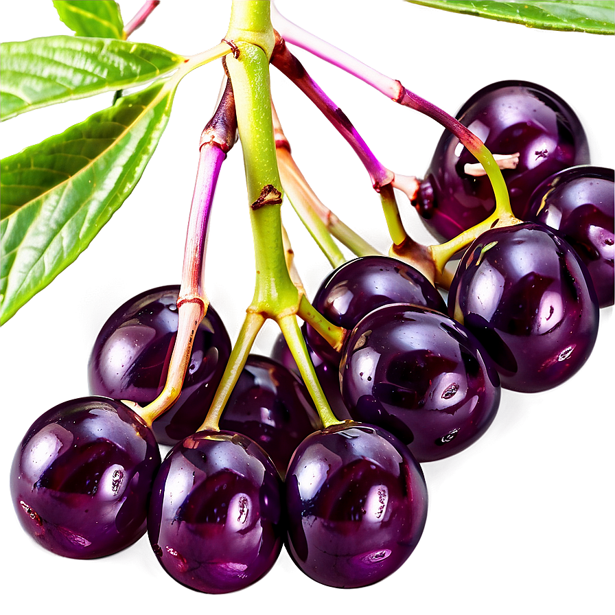 Elderberry Medicine Png Wvq8