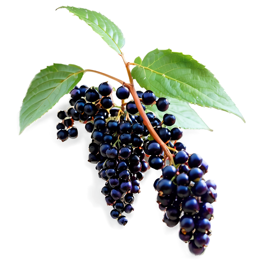 Elderberry Plant Png Gfl