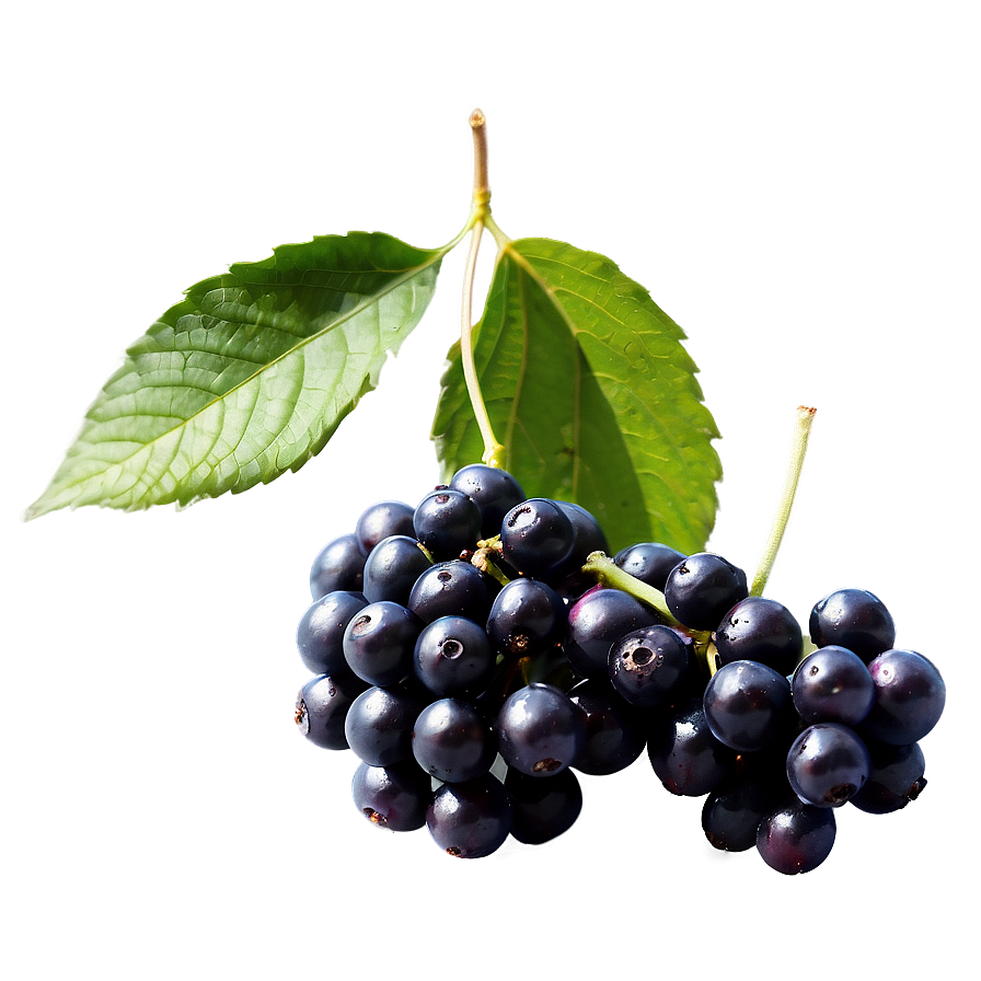 Elderberry Png 12