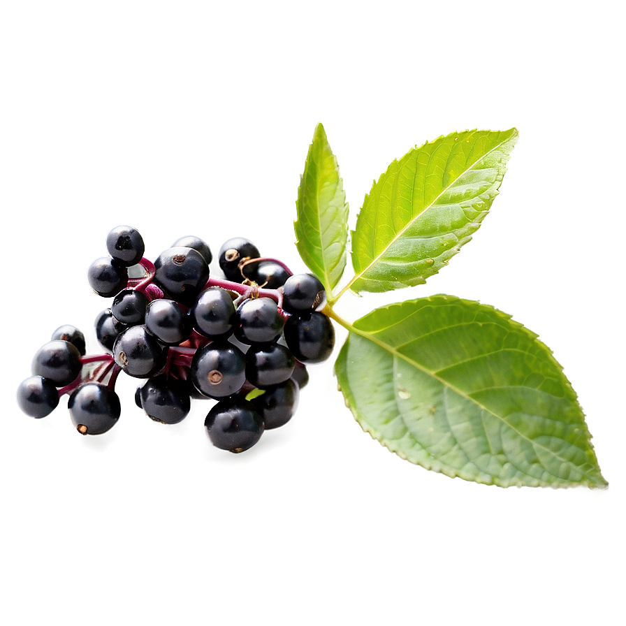 Elderberry Png 74