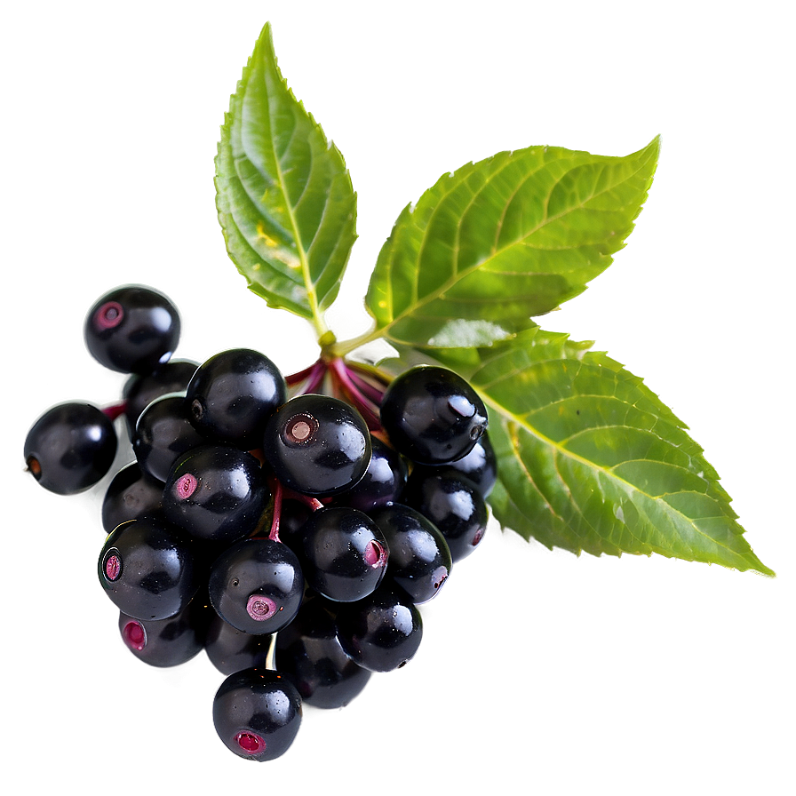 Elderberry Png Dos